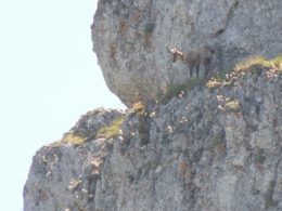 Camosci liberati nel parco Sirente Velino Camoscio (4)