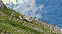 Camosci sul Monte Marsicano, nel Parco nazionale d'Abruzzo