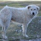 cane pastore abruzzese