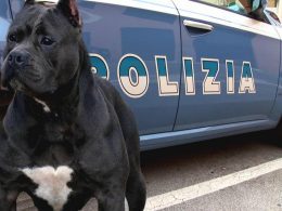 pitbull cane polizia