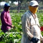 agricoltura lavoro campi immigrazione straniero 2