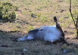 Vitello morto tubercolosi tbc parco nazionale d'Abruzzo
