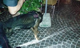 Il cane Nox in azione 1