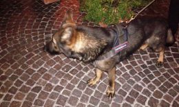 Il cane Nox in azione 2