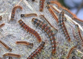 nidi processionaria insetti pini