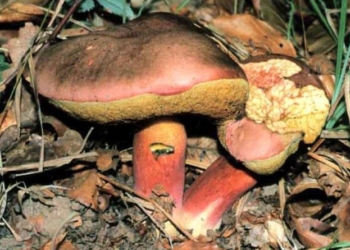 Boletus speciosus Funghi