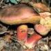Boletus speciosus Funghi