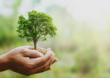 hand holdig big tree growing on green background with sunshine