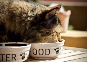 gatti-cibo