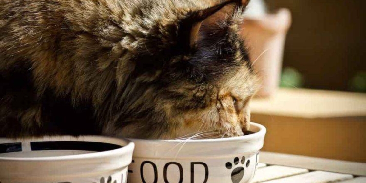 gatti-cibo