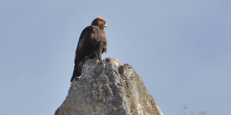 Aquila reale sul posatoio