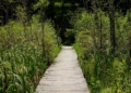 An elevated wooden pathway going through tall plants in the forest