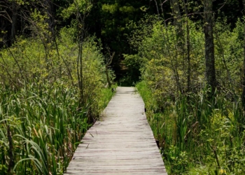 An elevated wooden pathway going through tall plants in the forest