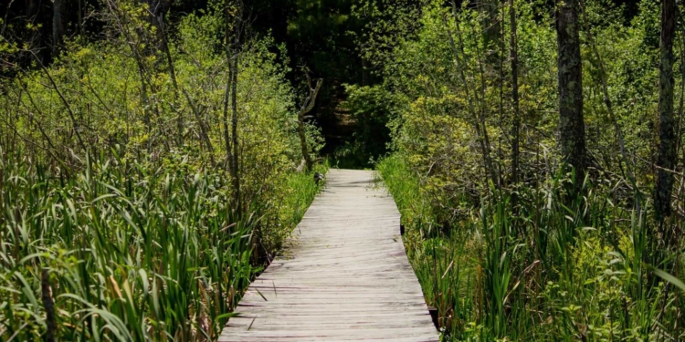 An elevated wooden pathway going through tall plants in the forest