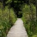 An elevated wooden pathway going through tall plants in the forest