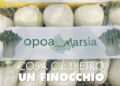 opoamarsia_schedaop.pdf