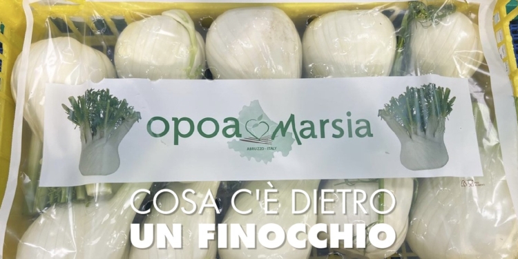 opoamarsia_schedaop.pdf