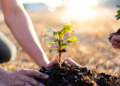 Two men are planting trees and watering them to help increase oxygen in the air and reduce global warming, Save world save life and Plant a tree concept.