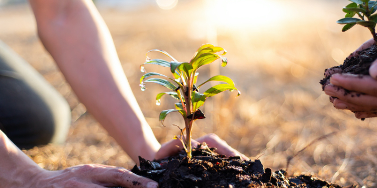 Two men are planting trees and watering them to help increase oxygen in the air and reduce global warming, Save world save life and Plant a tree concept.