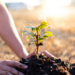 Two men are planting trees and watering them to help increase oxygen in the air and reduce global warming, Save world save life and Plant a tree concept.